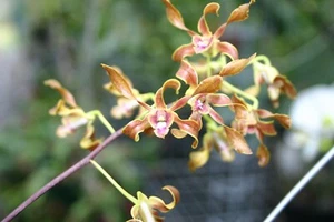 Orchid Plant -  Den. Gloucester Sands - Discolor x canaliculatum - I AM YOURS! - Picture 1 of 4