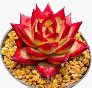 Echeveria Agavoides Red Knight, 10 rare Succulent seeds & plant tag Instruction - Picture 1 of 5
