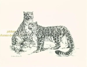 #189 SNOW LEOPARDS * wild life art print *  pen and ink drawing by Jan Jellins - Picture 1 of 9