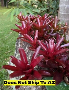 Bromeliad Neoregelia Fireball Live Plant Colorful All Year 6" Pot 6-24 In Spread - Picture 1 of 7
