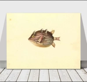 VINTAGE FISH ART - Coffer Fish - CANVAS ART PRINT POSTER - 12x8" - Imagen 1 de 1
