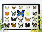 20 echte präparierte Schmetterlinge als Wandbild - Schaukasten Entomologie u 24