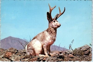 Wild Jackalope Often Called  Antelabbit, Rhinelander,  Wisconsin Postcard c1968 - Picture 1 of 2