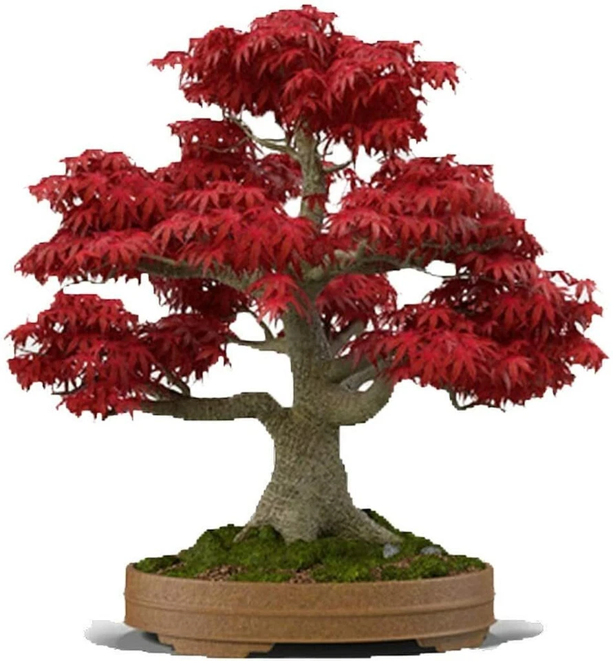20 sementes de bonsai de árvore de bordo japonesa vermelha - Imagem 1 de 1