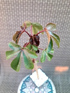 Jatropha Gossypiifolia Cactus Exotic Succulent - Picture 1 of 5