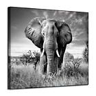 Artistic Path Canvas Wall Art Elephant Picture African Animals Graphic Artwor...