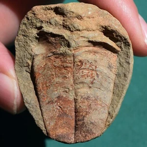 Rare Conulariid Fossil – Devonian Conularia – Bolivia Paleozoic Collector's item - Picture 1 of 7