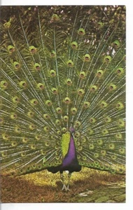 VTG POSTCARD - Blue Peacock @ Sarasota Jungle Gardens - Sarasota Florida FL - Picture 1 of 2