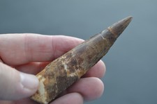 3.94in Spinosaurus tooth fossil from Cretaceous from KemKem (dinosaur)