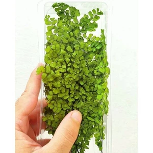 Professionelle Pflanze mit Blättern für Diorama, Modellbau, Eisenbahn Landschaft - Bild 1 von 1