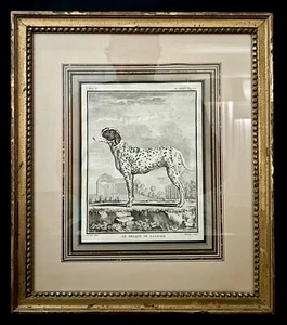 6 Antique French Jacques de Seve (1742- 1788) Naturalist Dog Etchings/Engraving - Picture 1 of 17