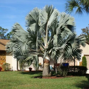 Silver Bismarckia Palm Tree - 5 Seeds, Bismarckia Nobilis 2024 - Picture 1 of 4