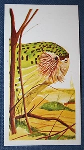 KAKAPO New Zealand Parrot Vintage 1970's Illustrated Wildlife Card EE02M - Picture 1 of 2