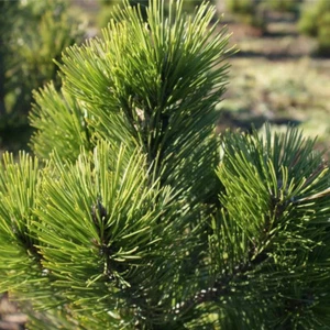 Pinus heldreichii Little Dracula - Bosnische Zwergkiefer - 25-30 - Bild 1 von 1