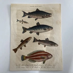 Antique 1826 Hand-Colored Engraving – “Salmo and Scarus” Salmon, Trout, Smelt - Picture 1 of 3