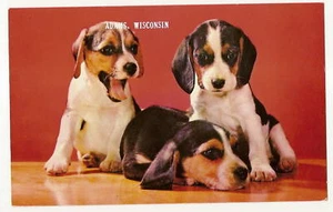 Three Beagle Pups Dog Puppy Adams Wisconsin WI Animal Postcard C10677g - Picture 1 of 1