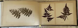 ERBARIO FELCI MADAGASCAR TENERIFE OCEANIA NEW CALEDONIA COMORO FERNS HERBARIUM - Foto 1 di 9