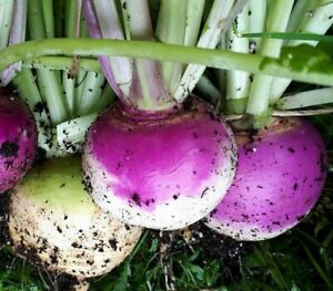 PURPLE TOP TURNIP SEEDS 500+ VEGETABLE garden Culinary SOUPS stews FREE SHIPPING