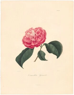 Berlese Iconographie Genre Camellia 1839 grabado antiguo 204 Camellia Granto Foto 1 de 2