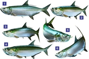 Tarpon Fish Beautiful Vinyl Sticker Fish Decals for Boat Car Vehicle Truck Fishi - Picture 1 of 19