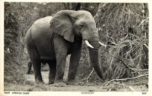 Kenia Uganda, Juego de África Oriental, Elefantes (años 60) Skulina RPPC Postal 869 - Imagen 1 de 2