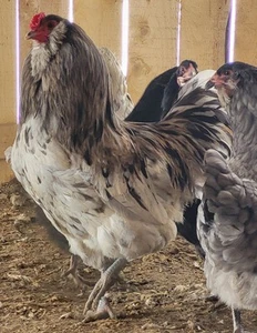 10 Ameraucana hatching eggs Slash Black And Blue - Picture 1 of 7