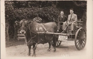 Postcard RPPC Arkansas Bull Wagon Studio Photo Hot Springs AR 1930s - Picture 1 of 2