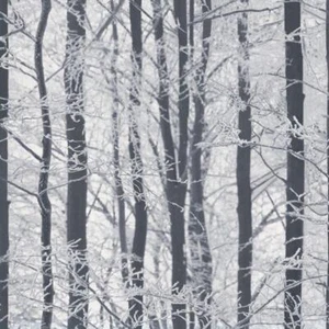 Arthouse Frosted Trees Wallpaper (AG298) - Picture 1 of 3