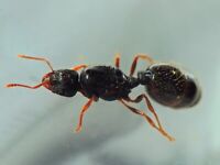 Queen Ant Tetramorium Immigrans  with Eggs