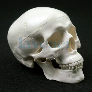 PVC Mini Cráneo Anatomía Anatómica Humana Cabeza Modelo Médico Conveniente - Imagen 1 de 8