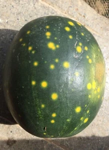 La Lune et les Étoiles Watermelon - Moon and Star - 5+ seeds - Samen - Cl 018 - Picture 1 of 2