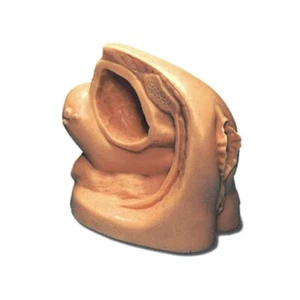 Female genitalia Anatomical model Catheterization training demonstration - Picture 1 of 1