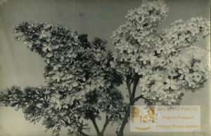 Belgien? Stillleben Botanik Blumen Flieder altes Kunstfoto ALF 1944 - Bild 1 von 3