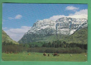 PASTOREO DE OVEJAS Y GANADO EN GLENCOE COMPRA 2 OBTÉN 1 GRATIS - Imagen 1 de 2