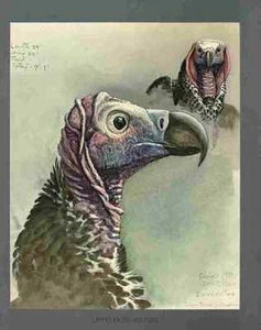 A4 Photo Fuertes Louis Agassiz Lappet faced Vulture Print Poster - Picture 1 of 1