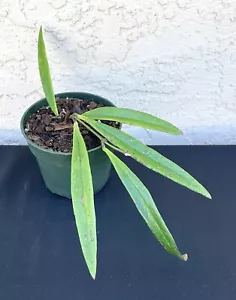 HOYA SULAWESIANA IN 4.5”POT / EXACT PLANT / WELL ROOTED / SHIP IN NURSERY POT - Picture 1 of 3