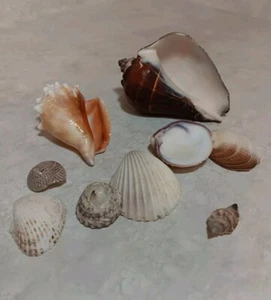 Sea shell Variety Lot (9) W Melongena Conch CHIPPED Crafting Sea Collector - Picture 1 of 8