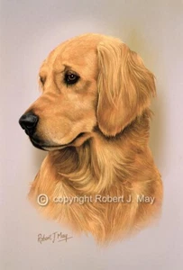 Golden Retriever Print by Robert J. May - Picture 1 of 1