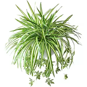 Viworld 1PC Artificial Hanging Plants Fake Spider Silk Plant, (New Never Used!) - Picture 1 of 8