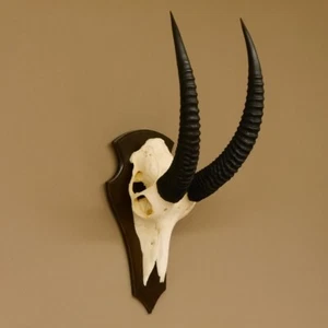Pferdeantilope Schädeltrophäe Schädel Trophäen Afrika Antilope Hornlänge 55 cm - Bild 1 von 10