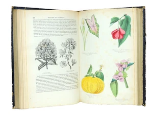 The Maout. Botanik Organographie & Taxinomie. 1855 43 Planches - Bild 1 von 18