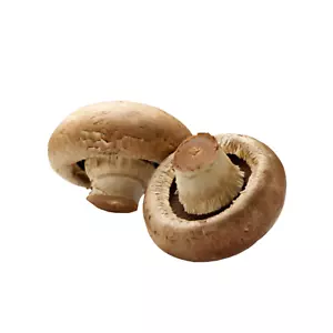Bottone Fungo Marrone Cultura Liquida Fungo Agaricus Bisporus con istruzioni - Foto 1 di 4
