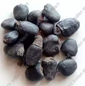 Bhilwa Bhilva Samen Semecarpus Anacardium Dhobi Marking Nut Bhallatak Bibba Seed - Bild 1 von 3