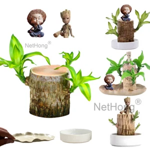 Brazilian Wood Plant ,Mini Brazil Lucky Wood,Purifying Indoor Air Hydroponic` - Picture 1 of 20