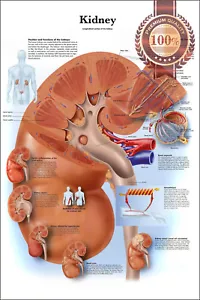 KIDNEY MEDICAL DIAGRAM CHART INFORMATIONAL ANATOMY INFO PRINT PREMIUM POSTER - Imagen 1 de 1