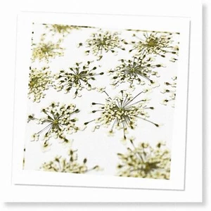 36 pcs Queen Anne's Lace Pressed Flowers for Resin Art DIY - Natural and Real Dr - Picture 1 of 3