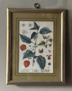 1750 Blackwell Herbarium chinesische Laterne Alkekengi Halicacabum Gravur gerahmt - Bild 1 von 10