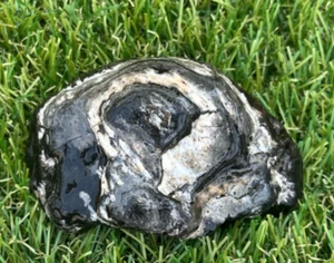 Natural Rock/Shell for Aquariums, Crafts, Decor 4x2x1 - Picture 1 of 4