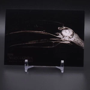 2024 Allen and Ginter Oregon Zoo X-ray #XR-1 Toco Toucan - Picture 1 of 2