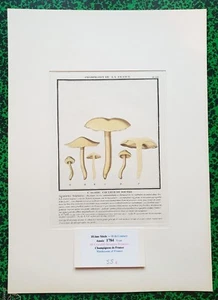  XVIII ème - P Bulliard - Champignon de la France - Superbe Gravure n°168 - 1784 - Picture 1 of 1